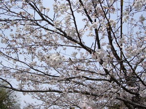 三ヶ日町瀬戸の桜